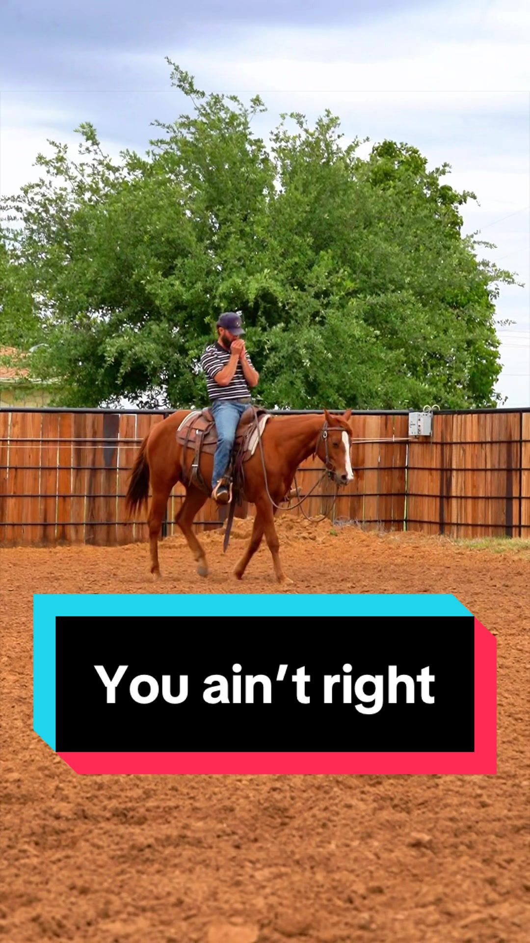 @WS Horses
