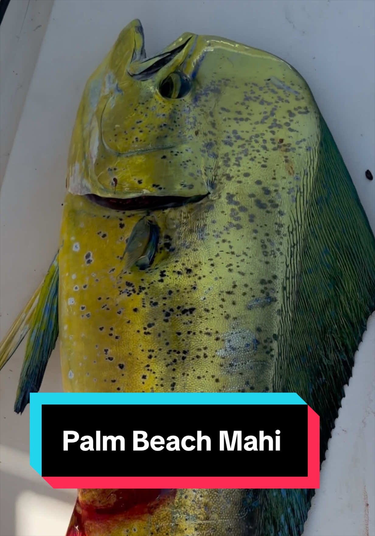 @Palmbeachlobsters