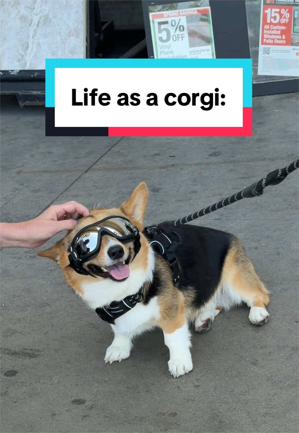 @hasbithecorgi