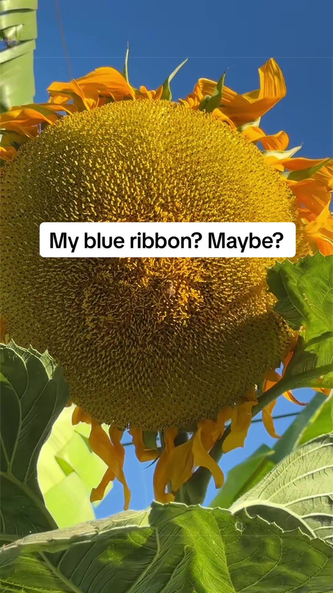 @Rylee’s Blooms