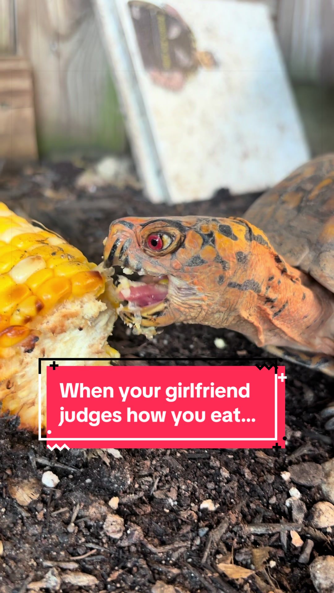 @Eastern Box Turtle