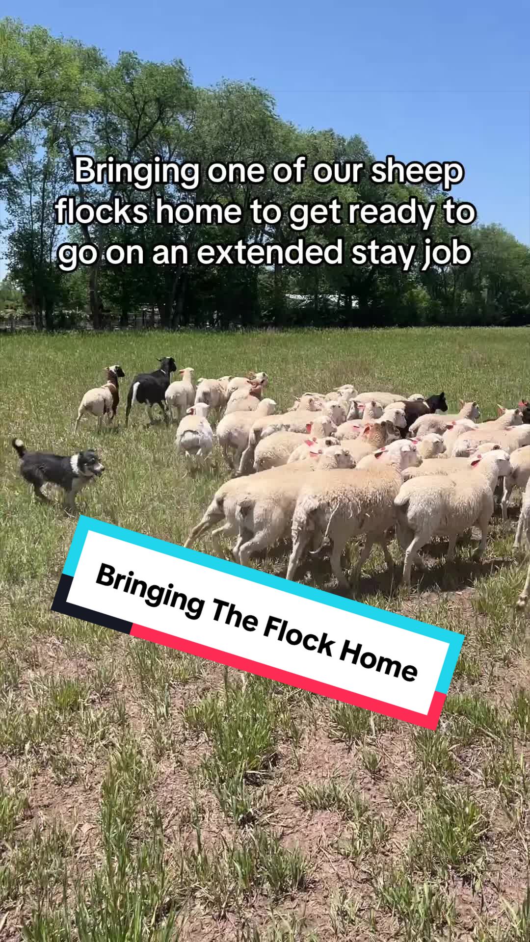 @cowboymax
