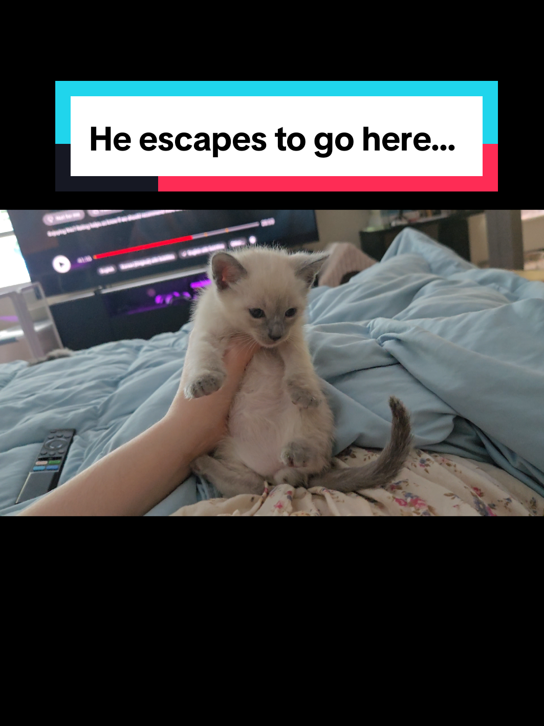 @Brittany's Beauties Kittens