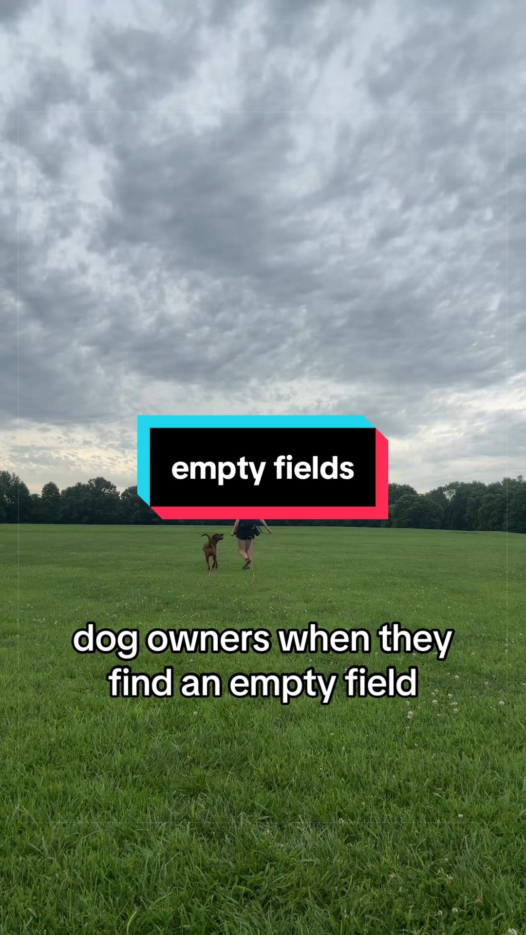 @Beck | Kentucky Dog Trainer