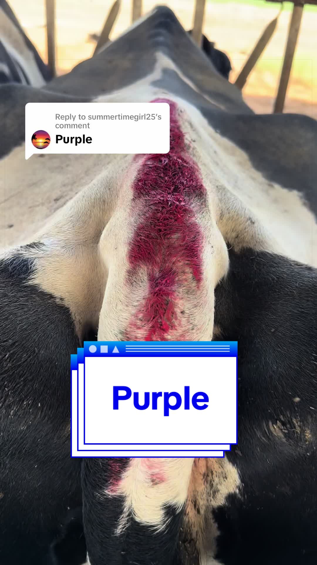 @Dairy Vet Dr. Michelle
