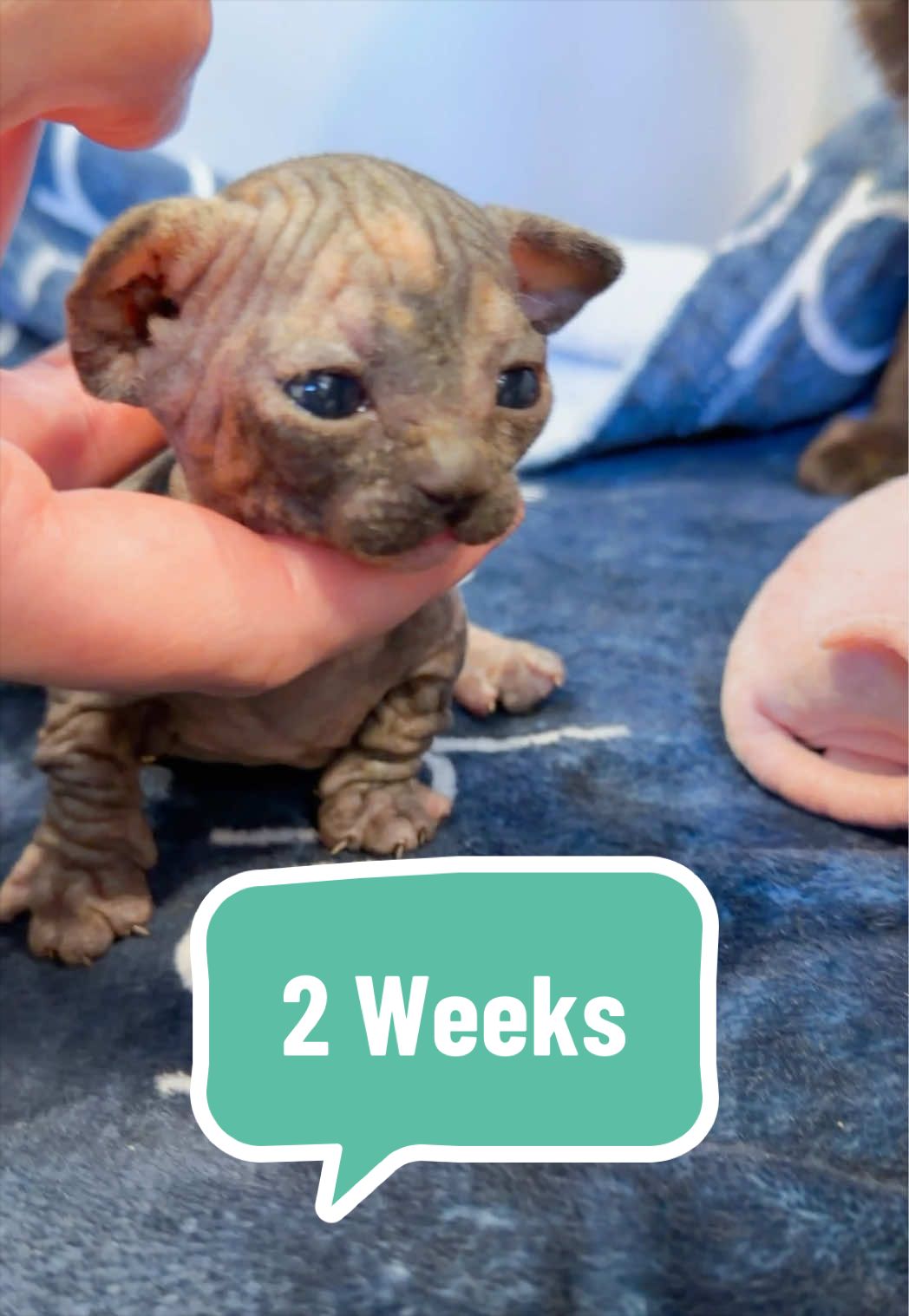 @Boba’s Buds Minskin Cats