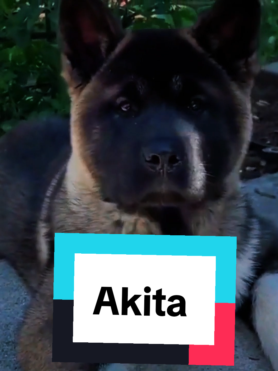 @petworld360