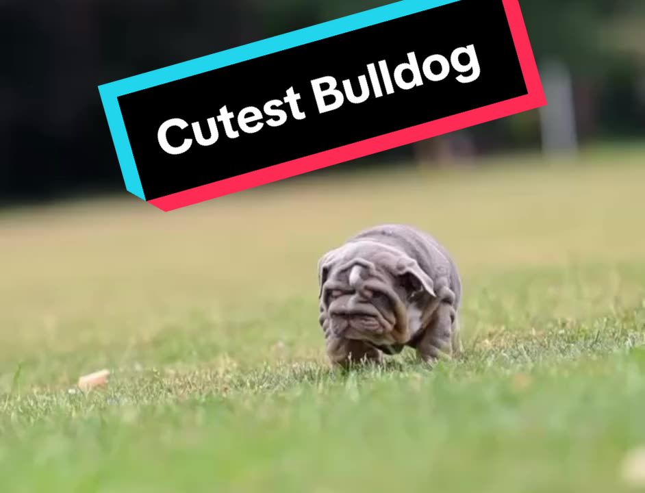 @Official_BullyWebTV