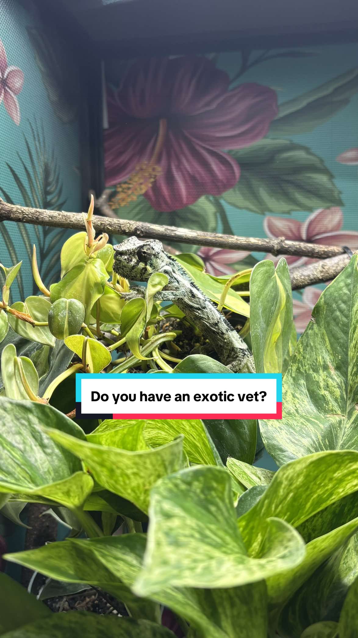 @Megan 🦎 🐈