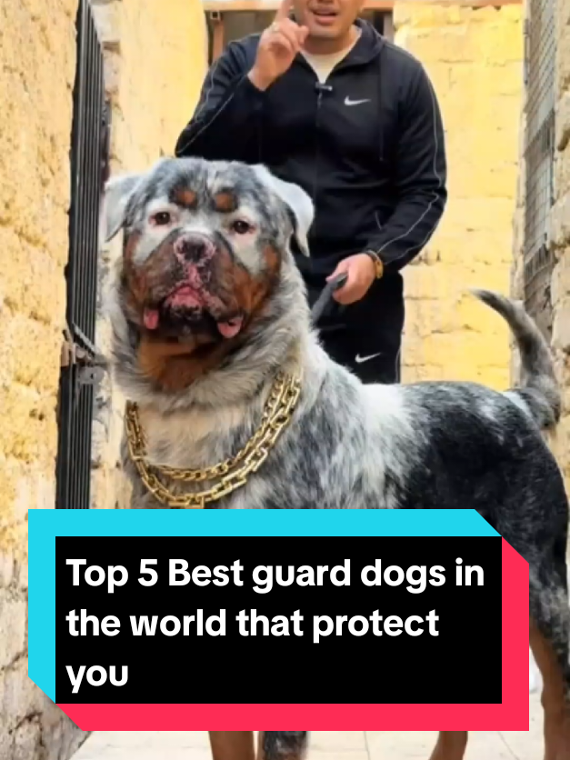 @The pet post