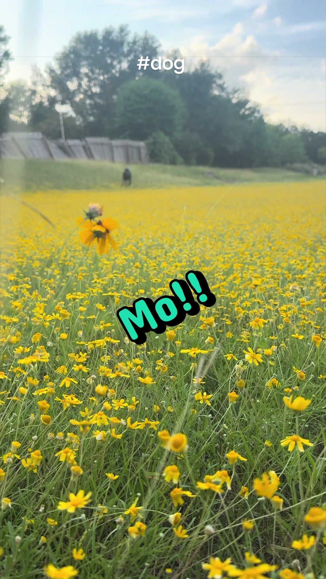 @Mo