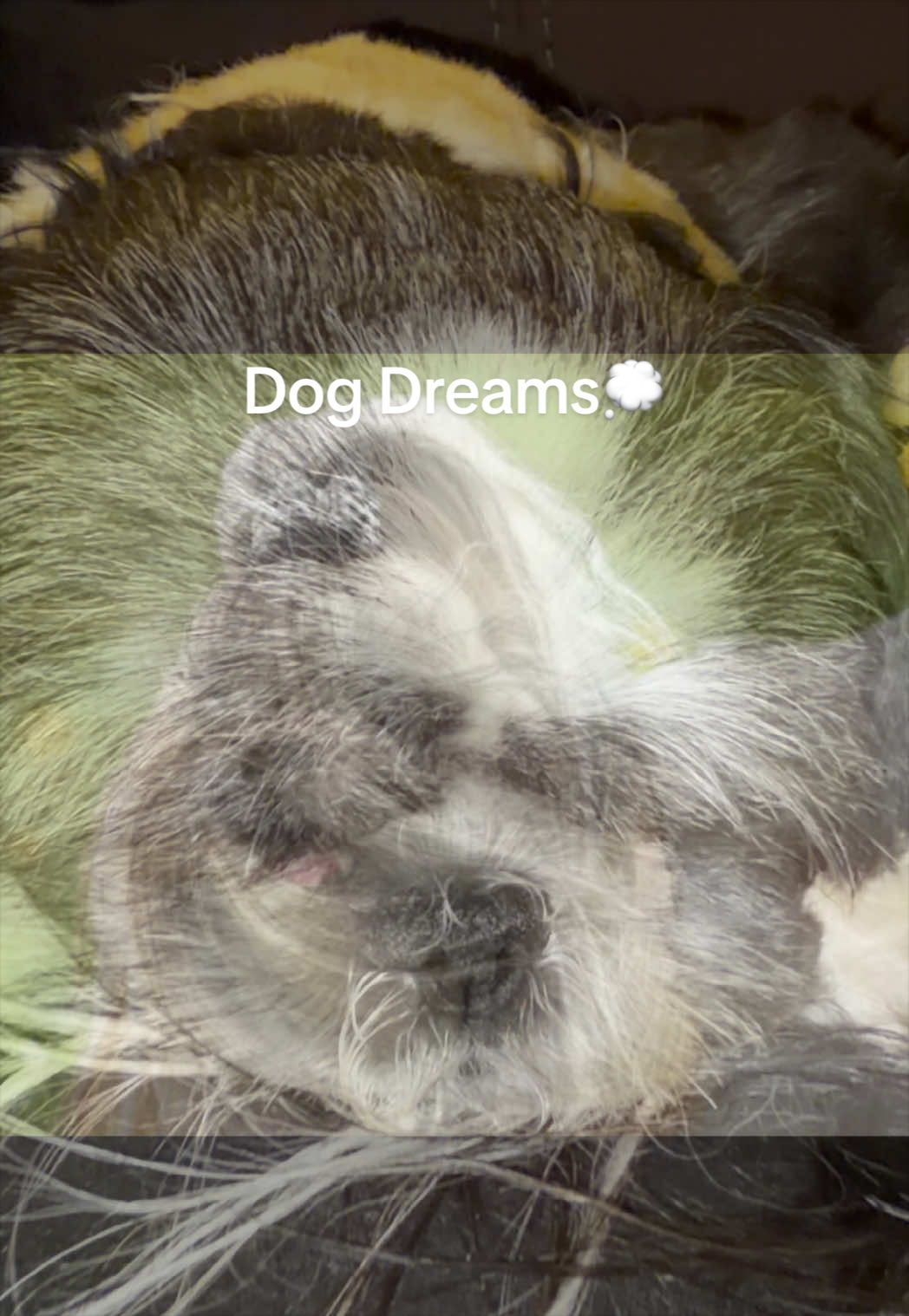 @livinlifewithsugieandsonny
