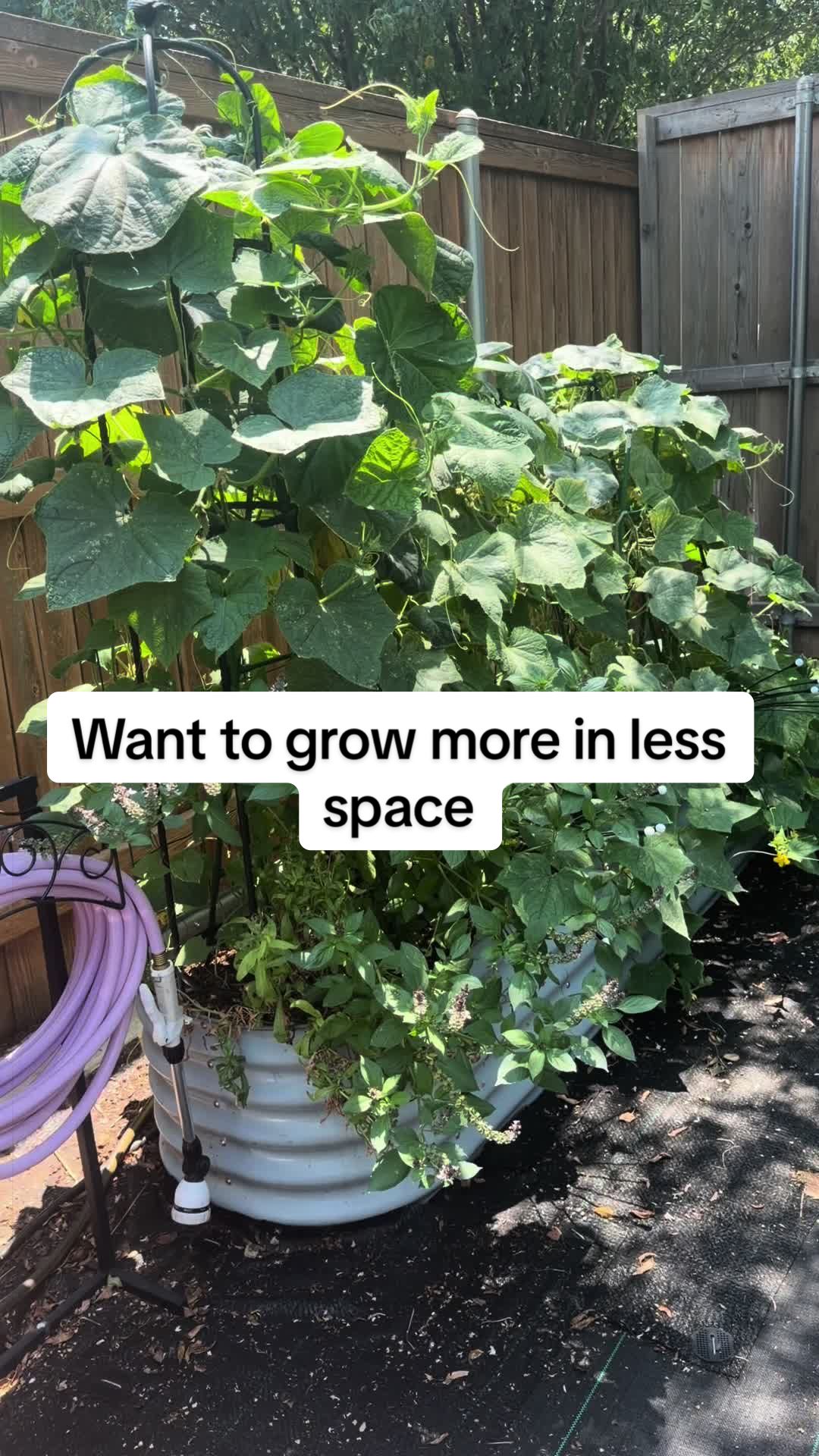 @Petunias and Pickles
