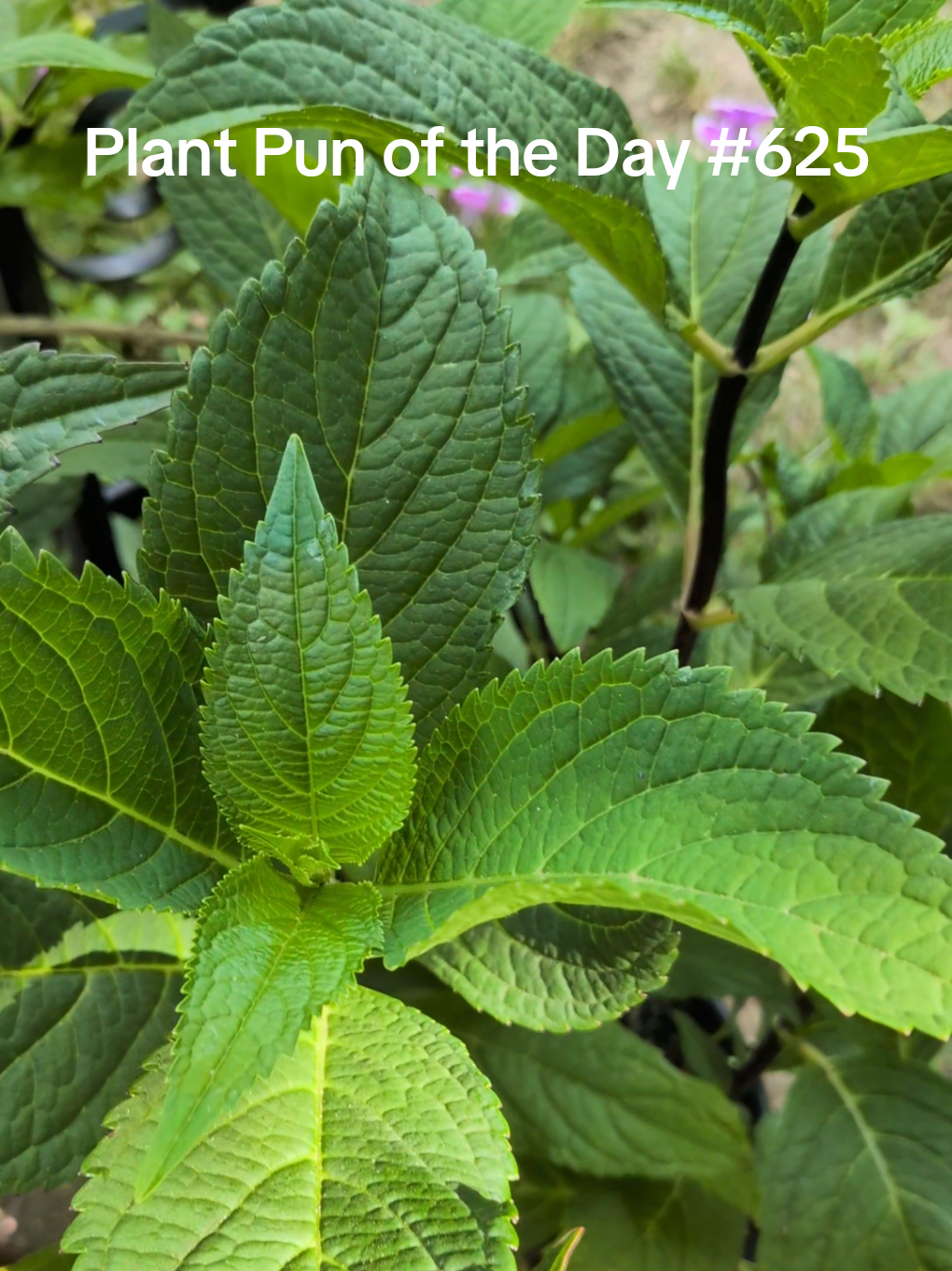 @The Plantiful Gardener