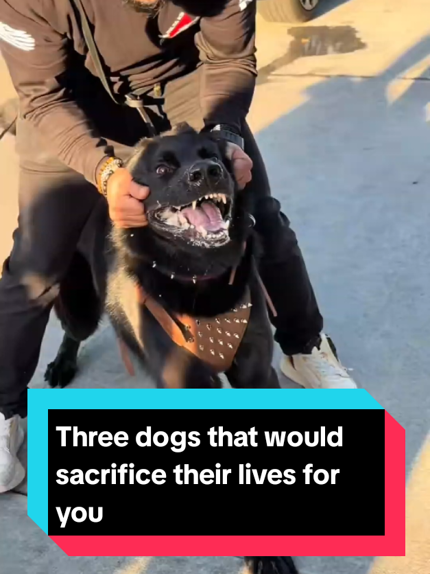 @The pet post