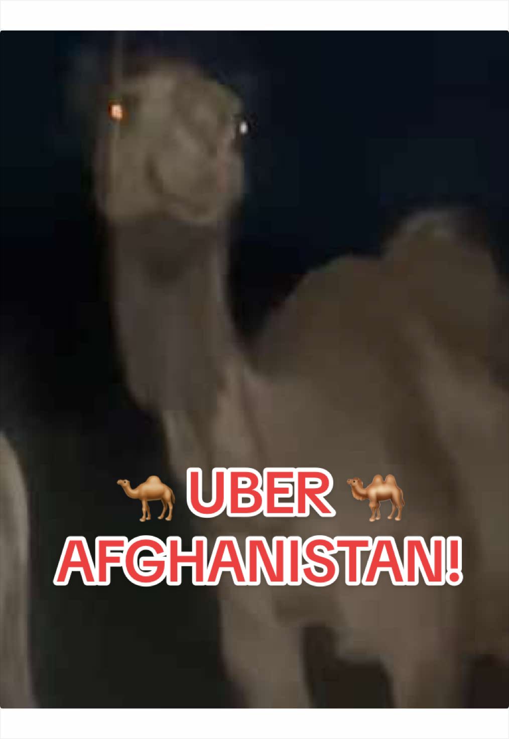 @Afghanimal