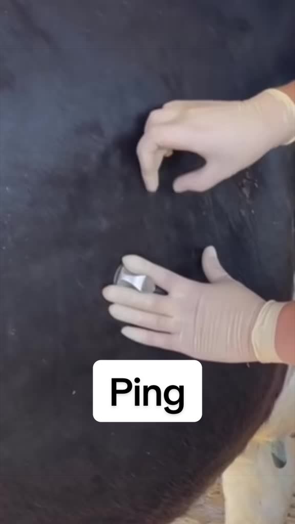 @Dairy Vet Dr. Michelle