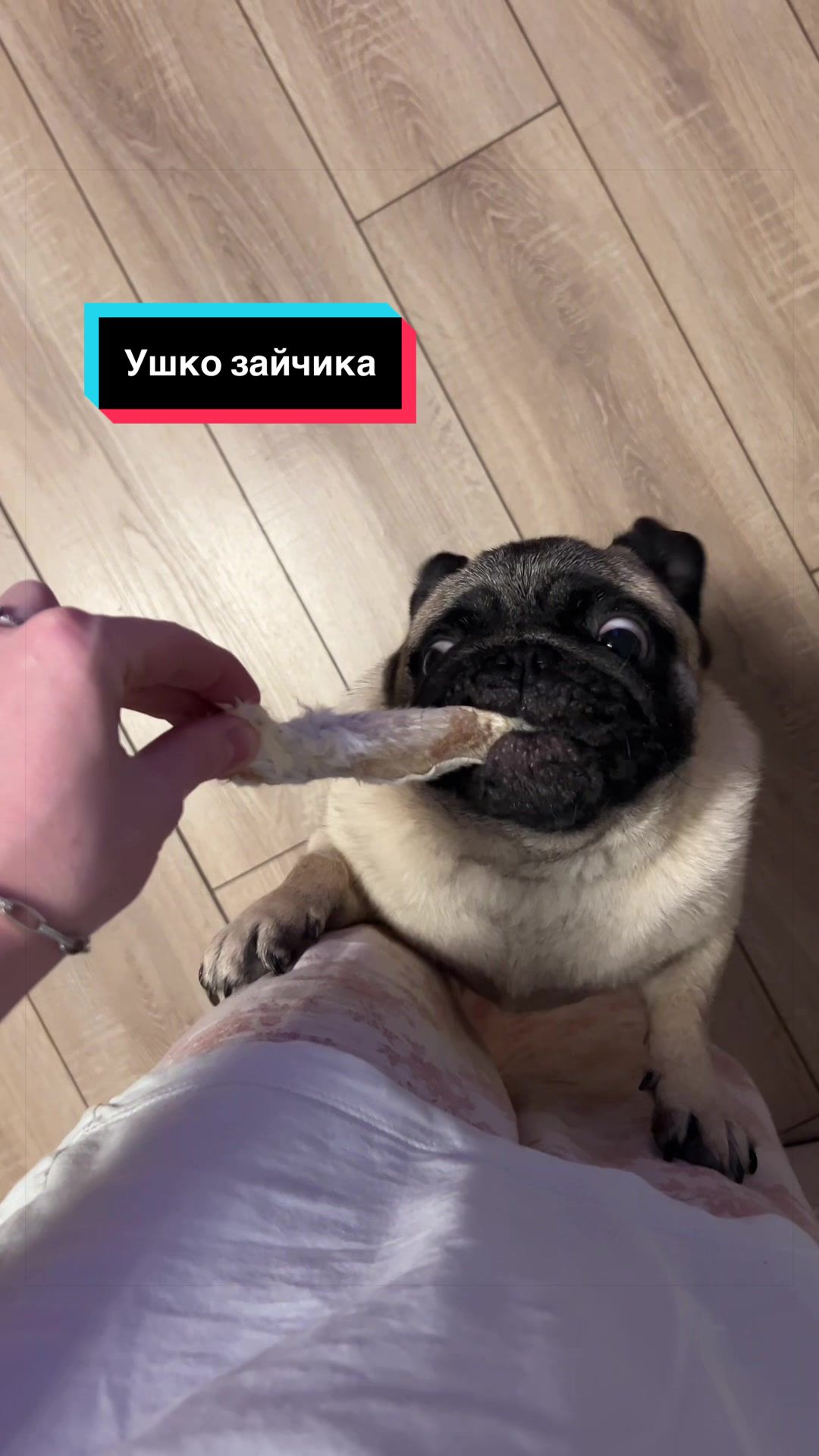 @Мопс Луиза
