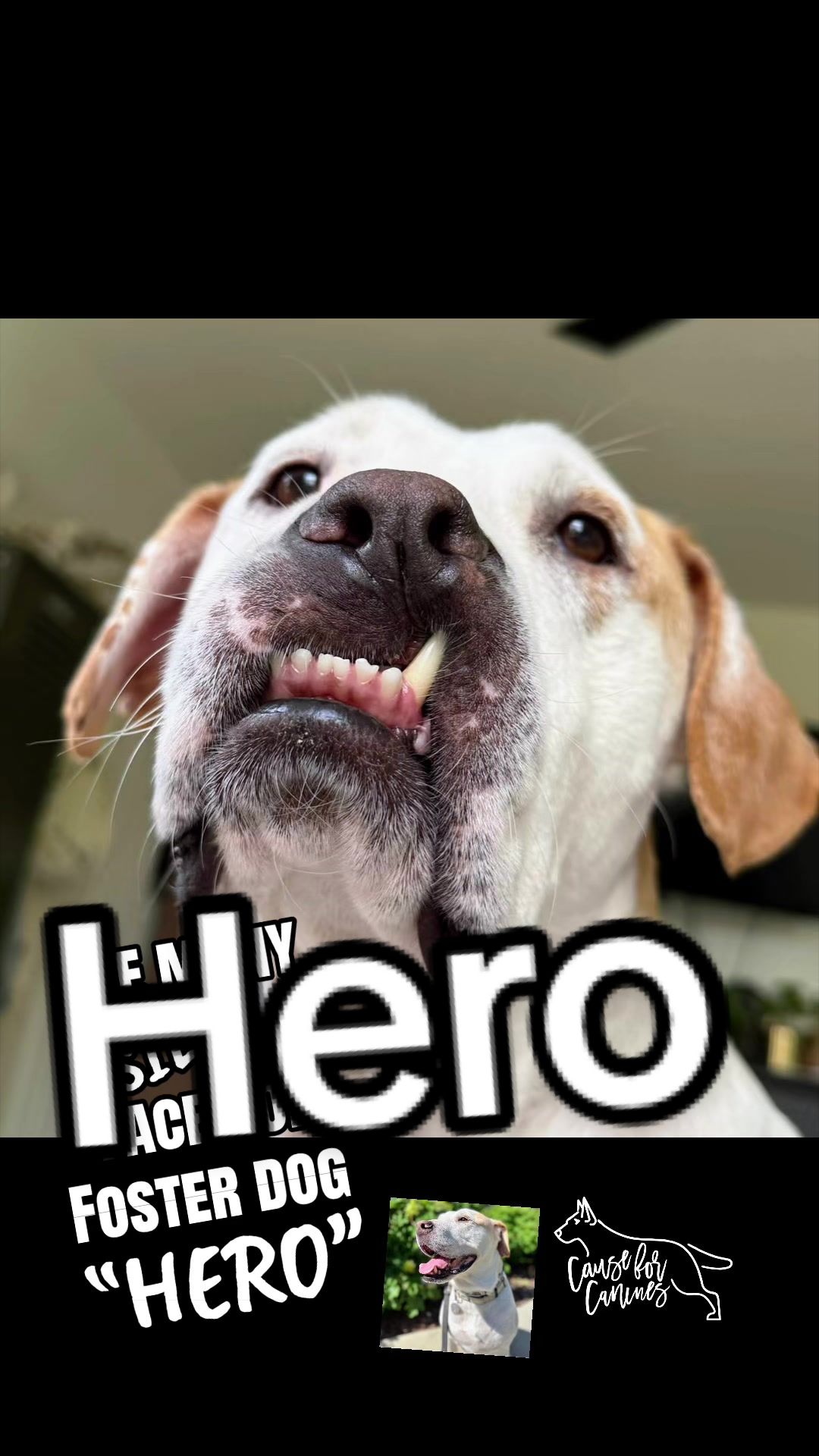 @causeforcaninesrescue