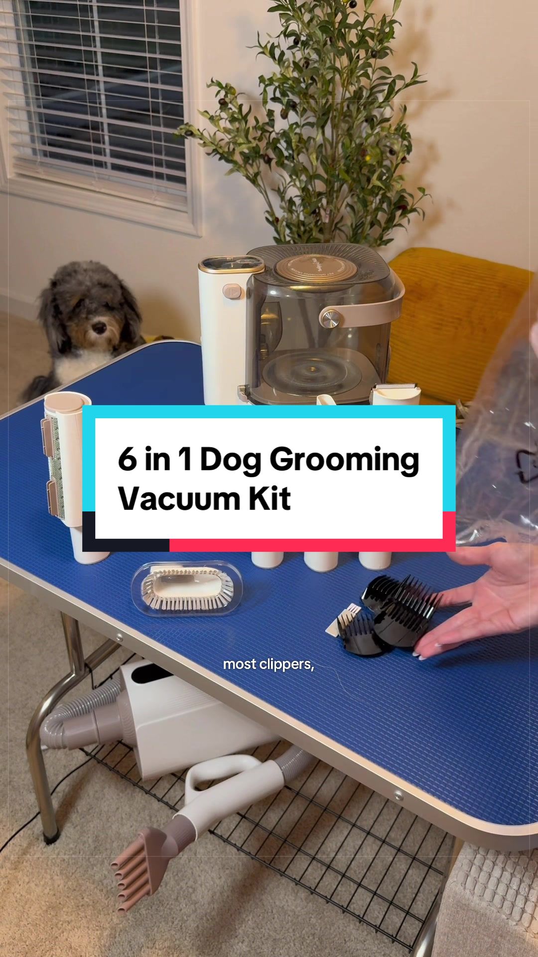 @Archie The Bernedoodle
