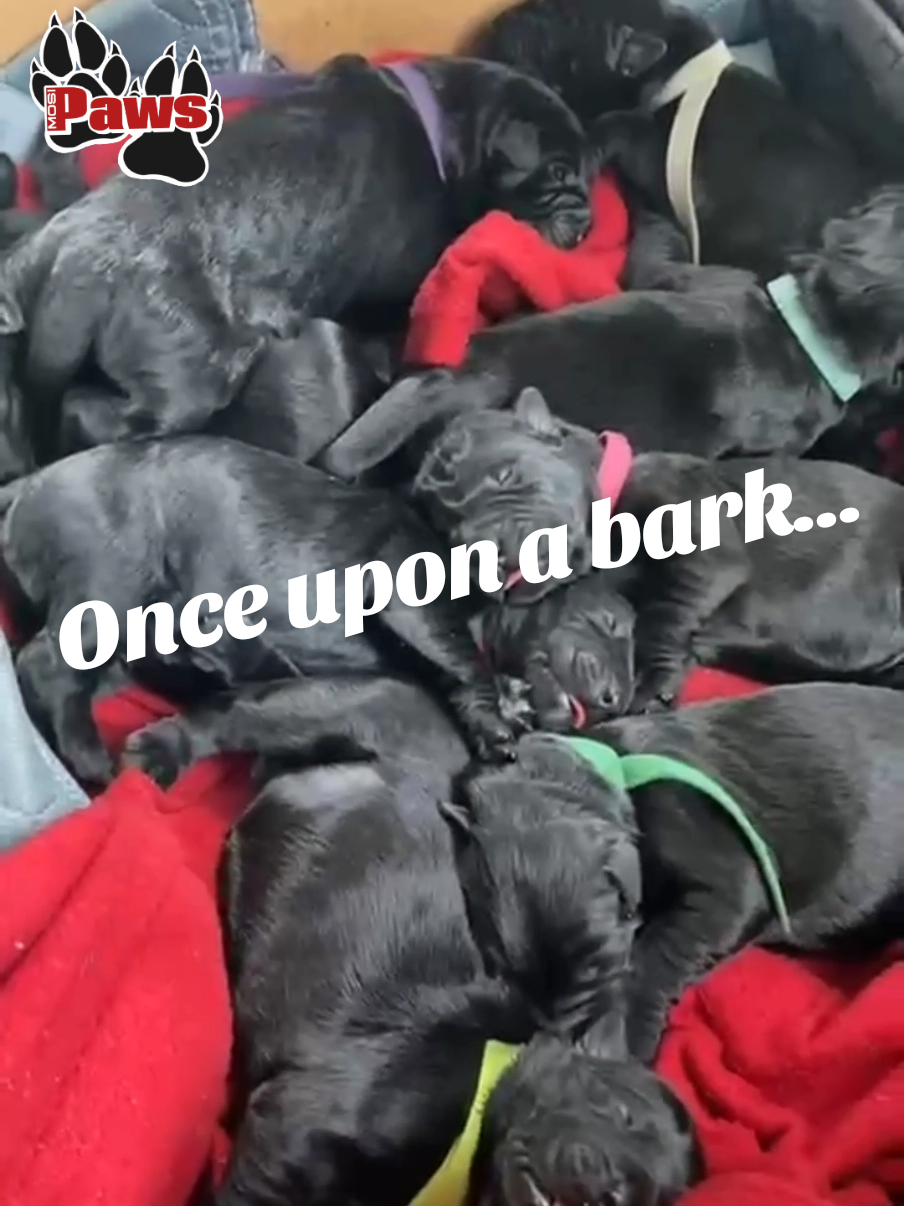 @Giant Schnauzers