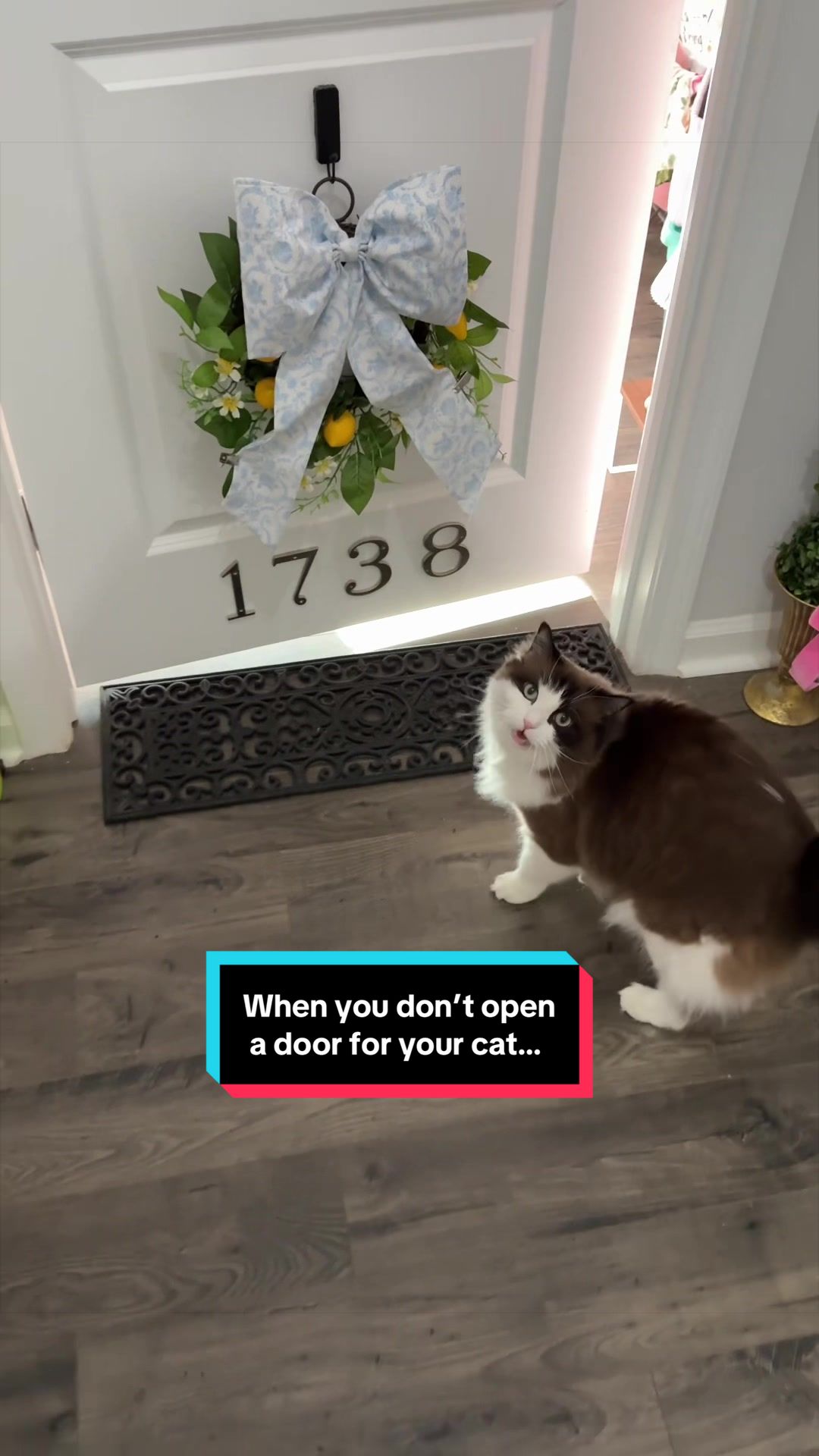 @Meredith Ragdoll Cat