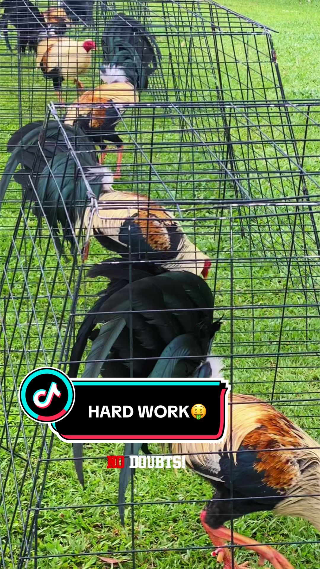 @Birds of Paradise Gamefarm