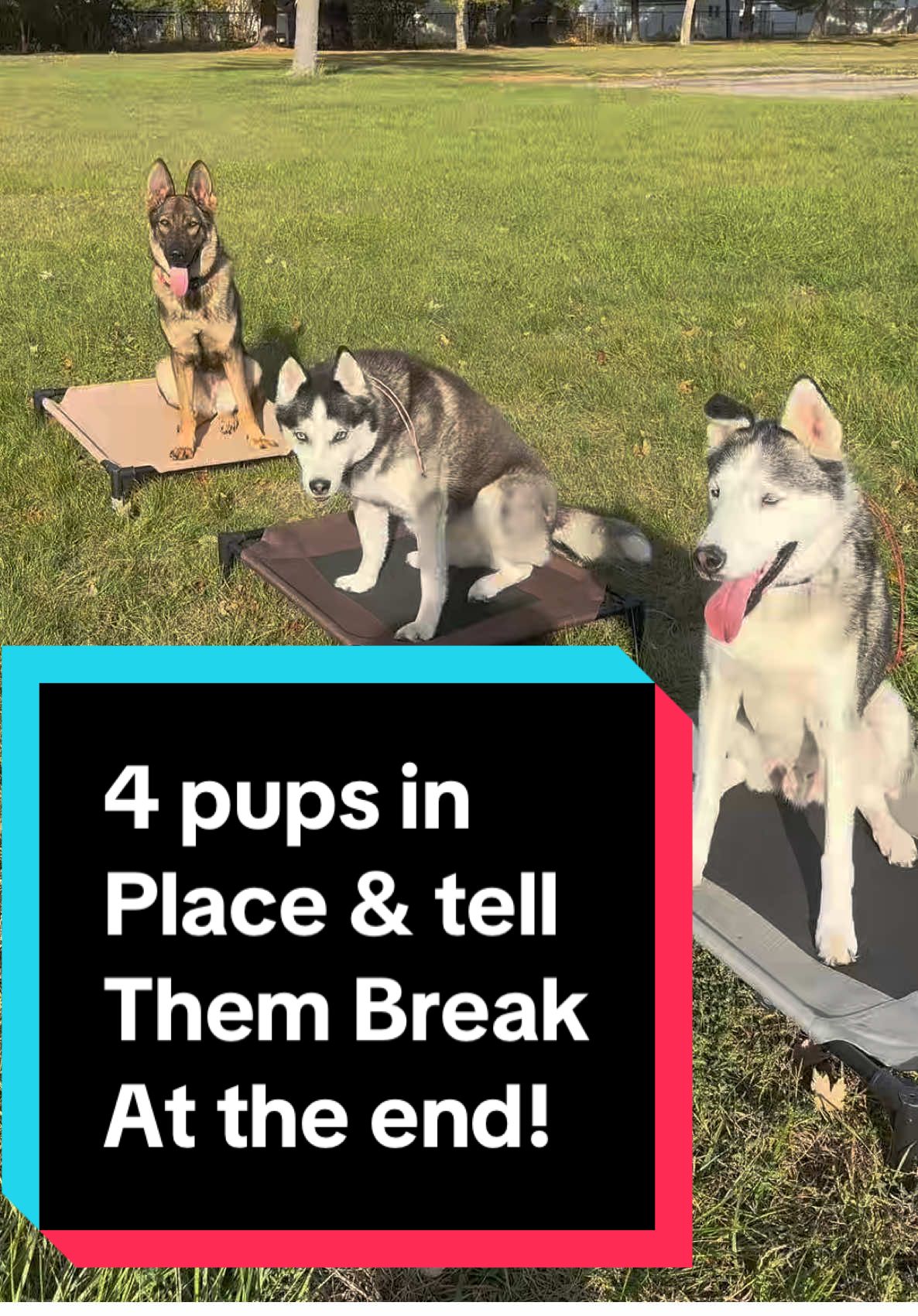 @Fully Unleashed K9 Training