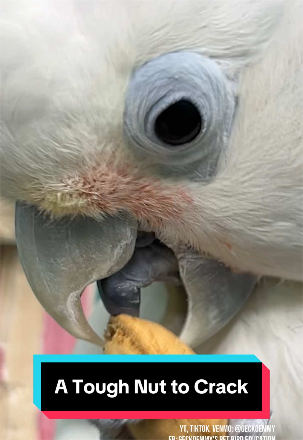 @💙💛Geckoemmy🦜