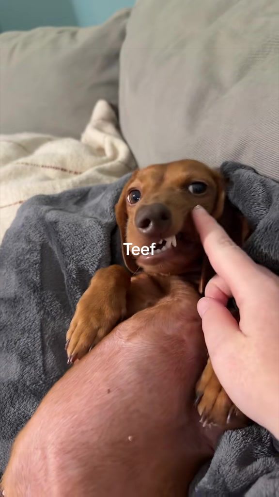 @Sarah and the Peanuts