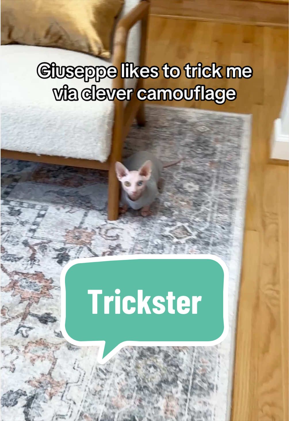 @Boba&rsquo;s Buds Minskin Cats