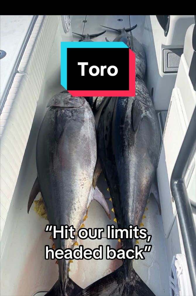 @yotoyotamatt