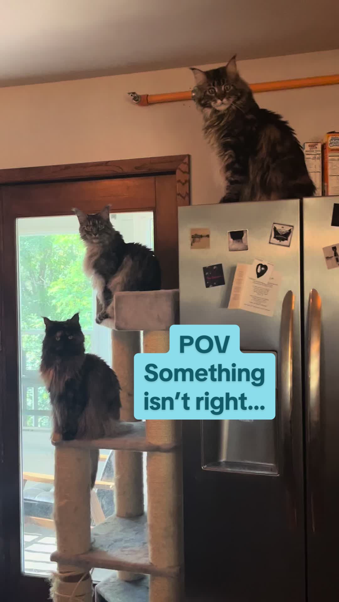 @Grapes the Maine Coon
