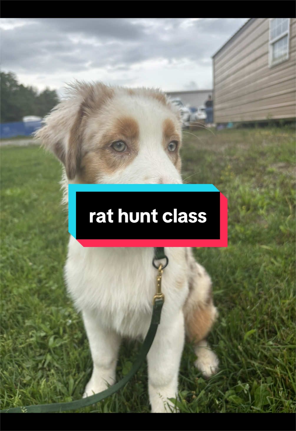 @Beck | Kentucky Dog Trainer