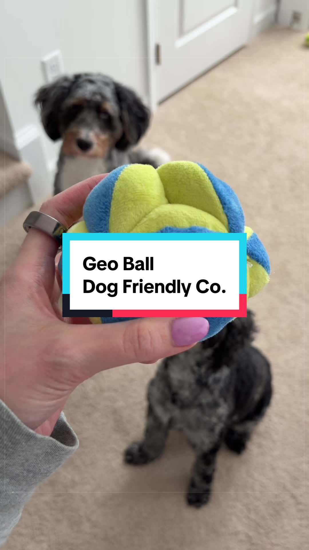 @Archie The Bernedoodle