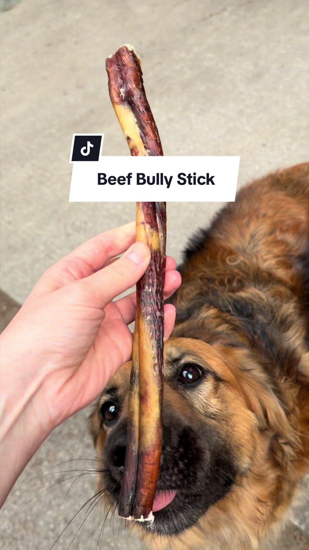 @lifewithgoldenshepherds