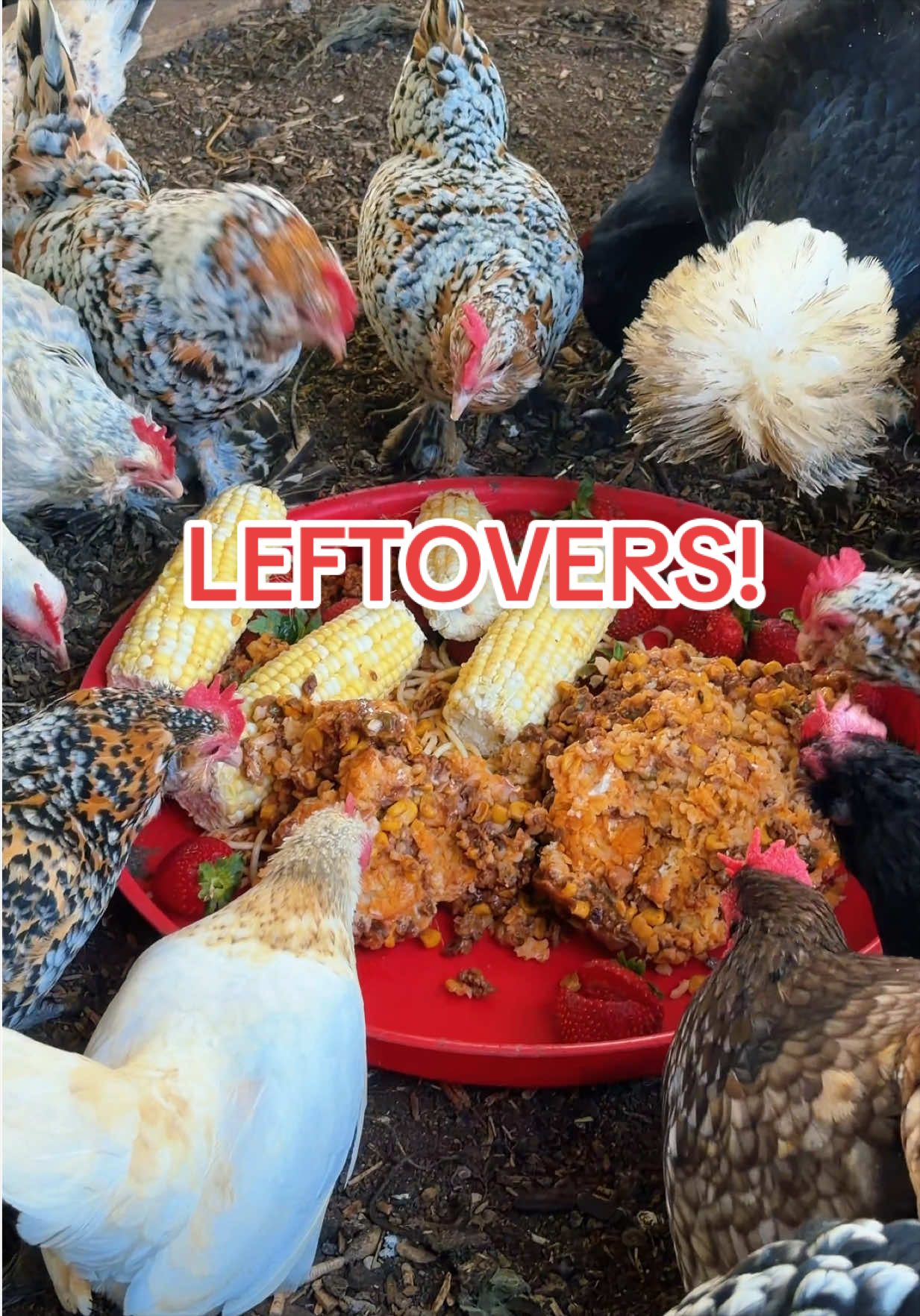 @Gulf Coast Cluckers