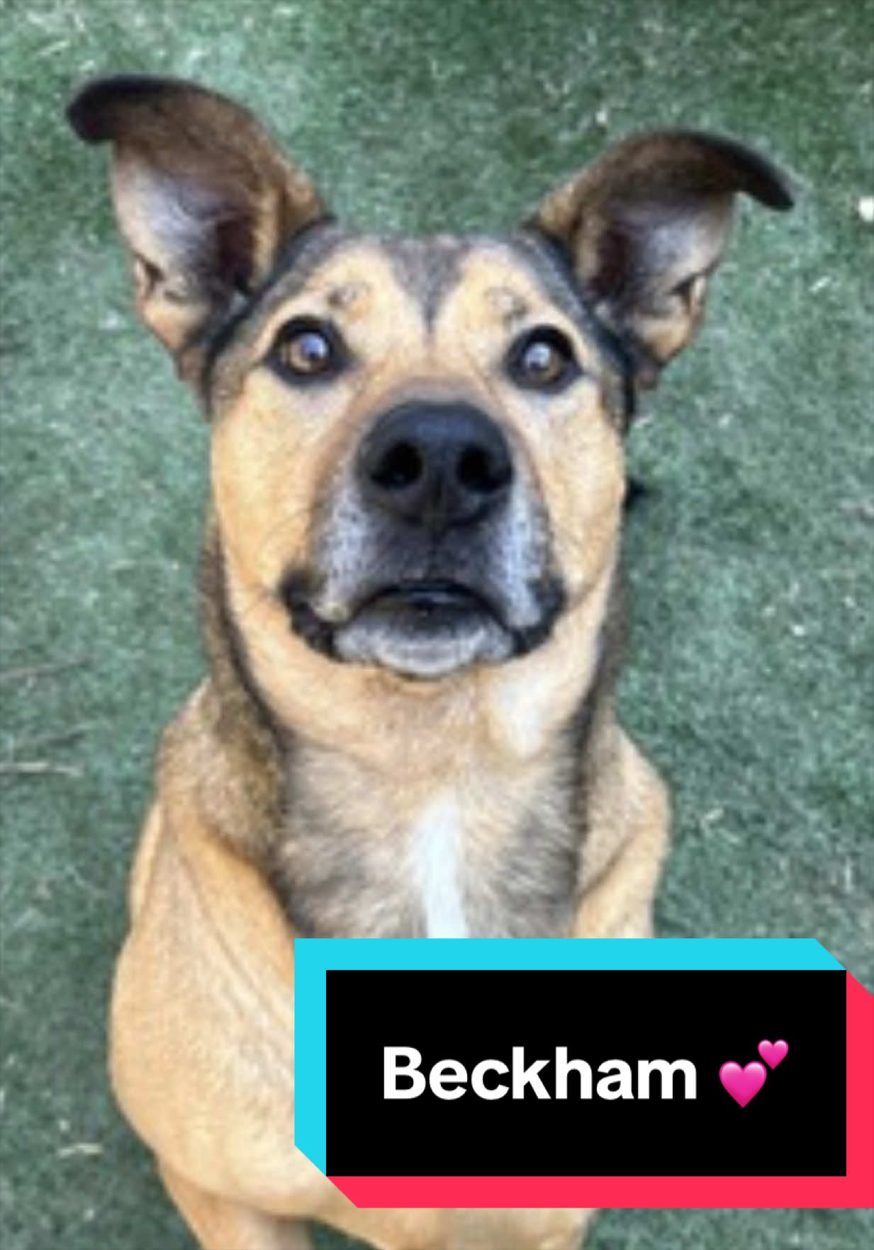 @Joyful Pets
