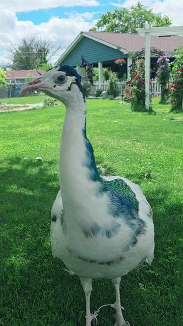 @🇺🇸  FLOR TORRES 🦚💔 🥰 🦃