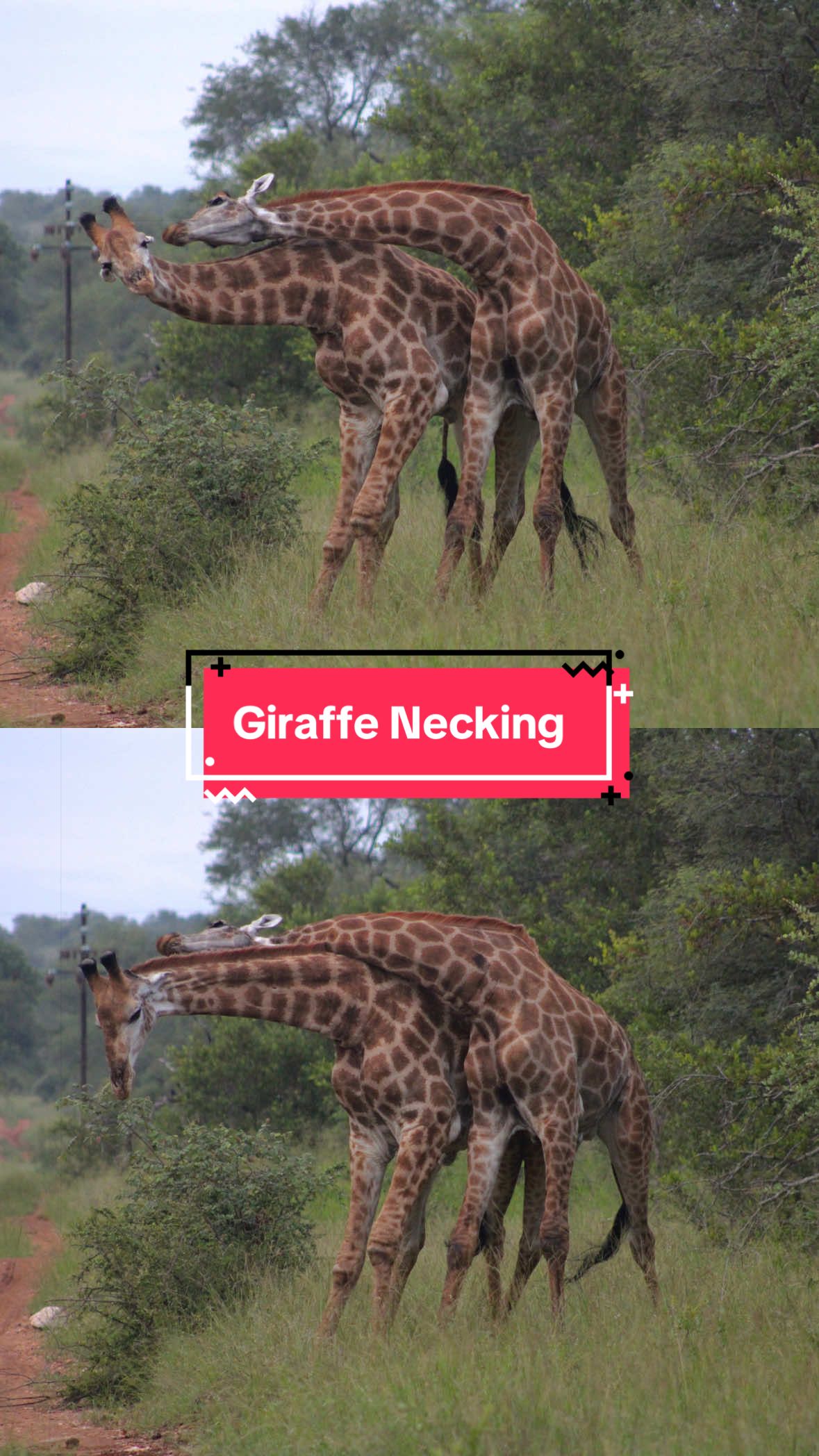 @Johns Jungle