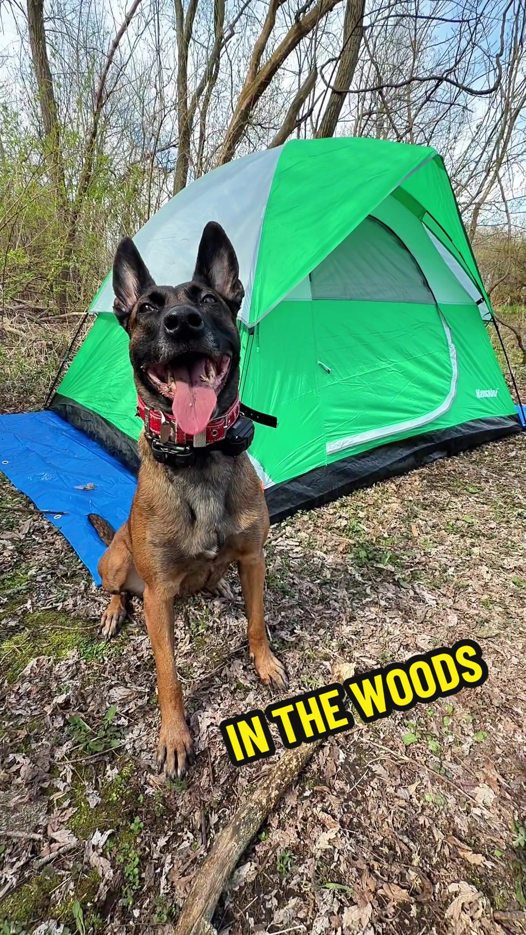 @dogstrainjen