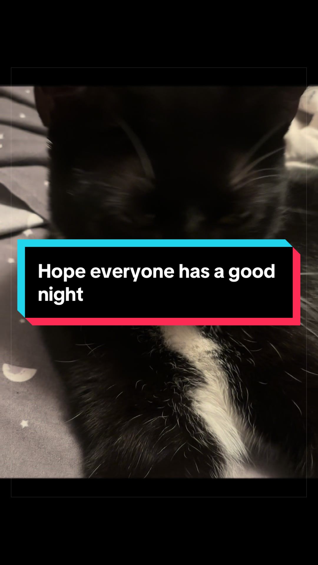 @catlover313official