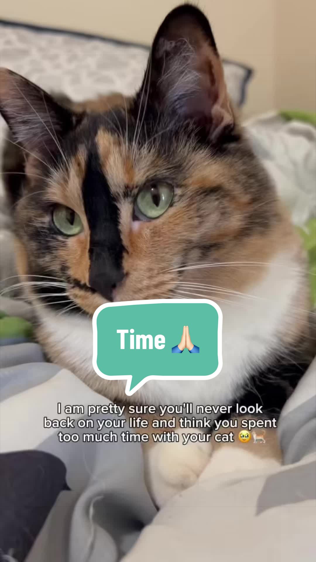 @SnickersTheSmilingCat