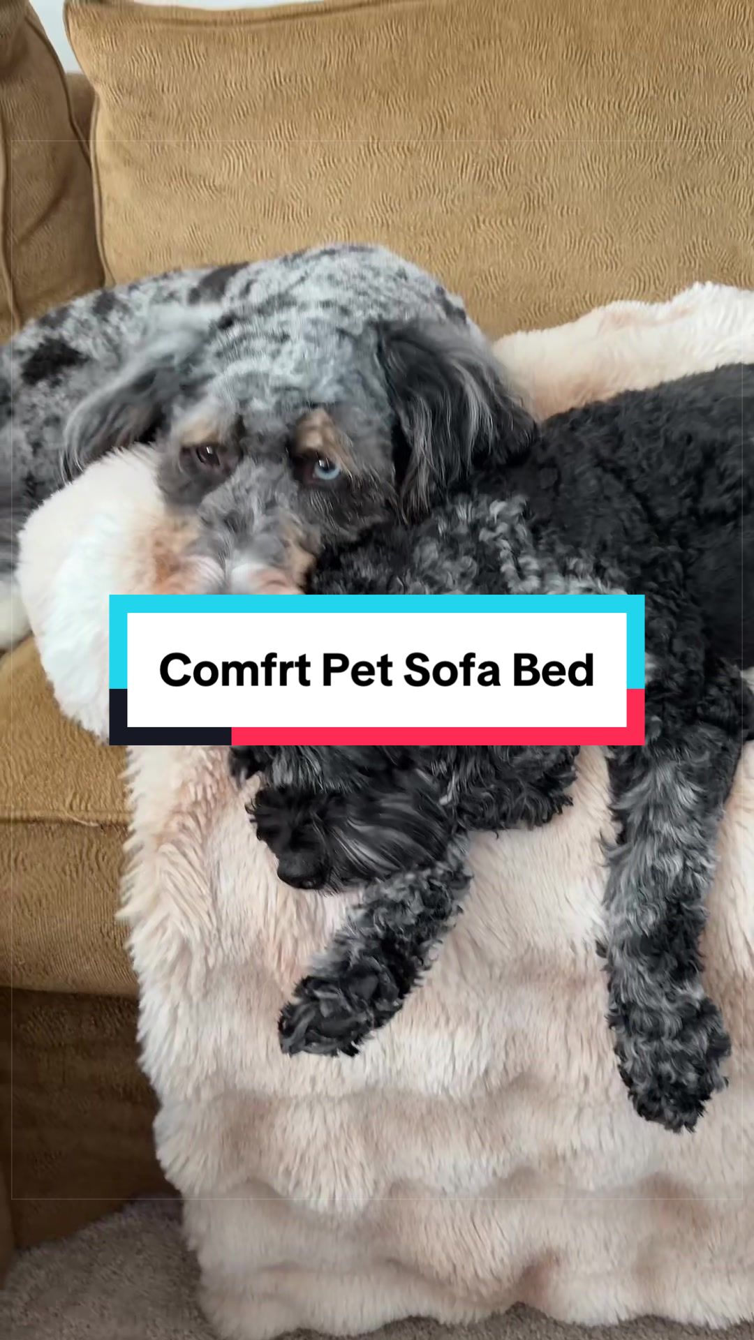 @Archie The Bernedoodle