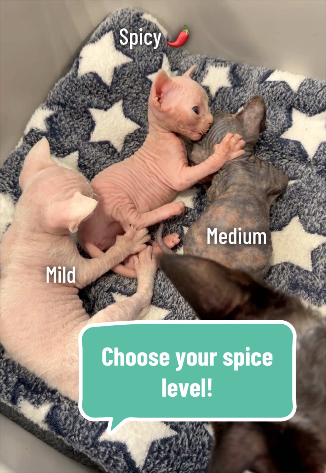 @Boba&rsquo;s Buds Minskin Cats
