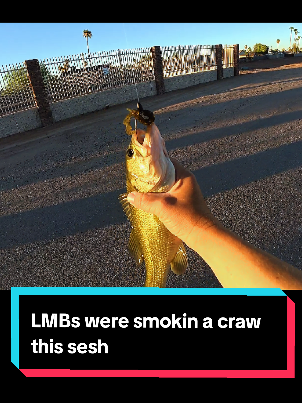 @SalmonInTheDesert