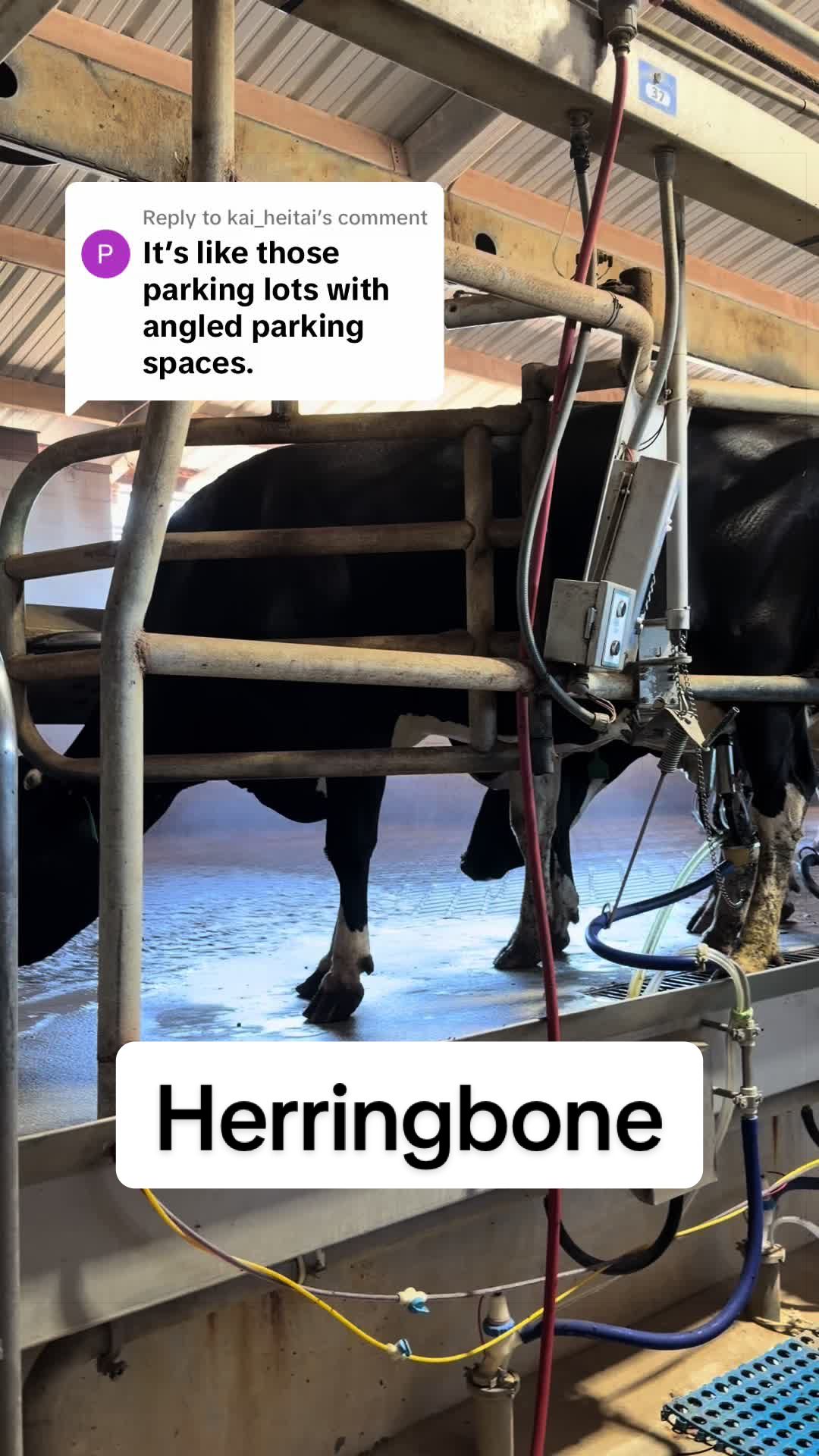 @Dairy Vet Dr. Michelle