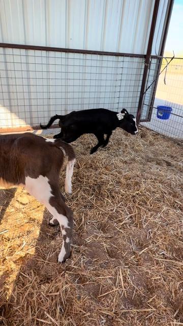 @Dairy Vet Dr. Michelle