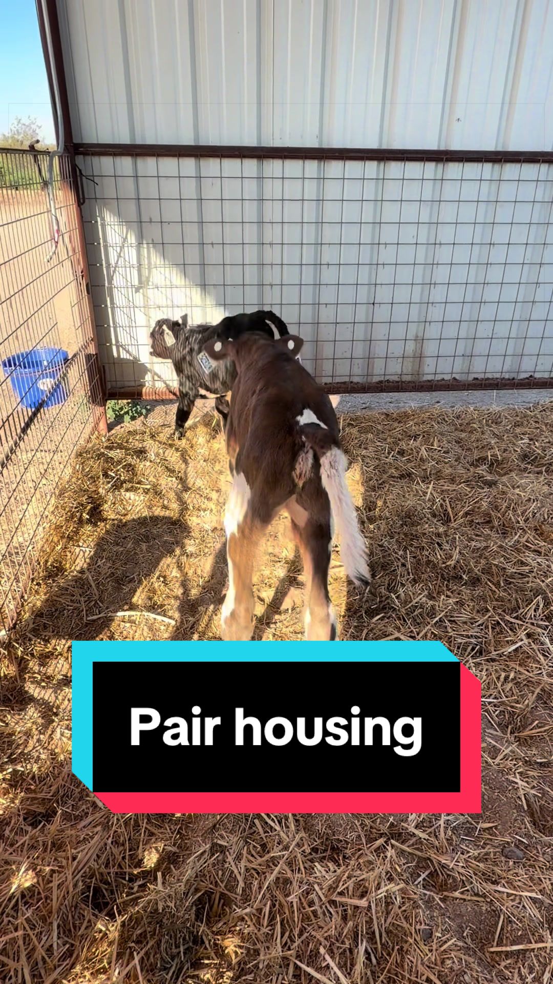 @Dairy Vet Dr. Michelle