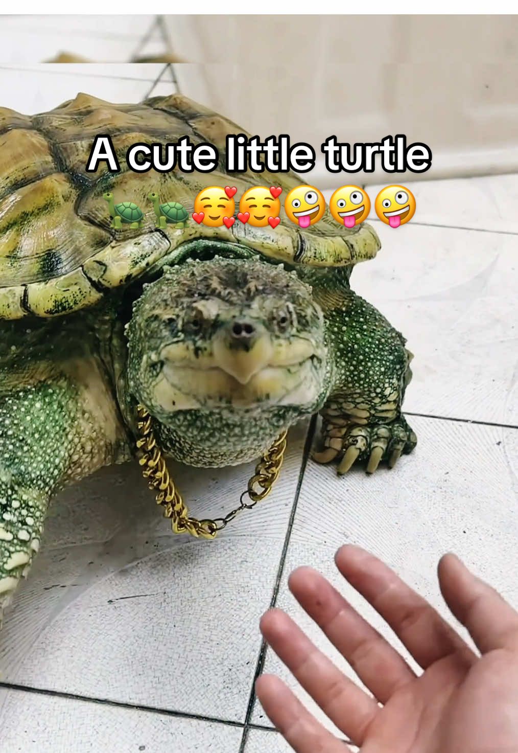 @Mr. Turtle